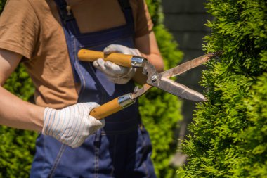 Hasır şapkalı ve eldivenli genç bir adam bahçesindeki çalıları büyük bir kesiciyle buduyor. Profesyonel bir bahçıvan daha iyi bir şekil için bir thuja ağacı kesiyor.