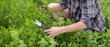 Genç bir kız bahçede nane şekeri topluyor, kadın elleri taze nane buketi kesiyor..