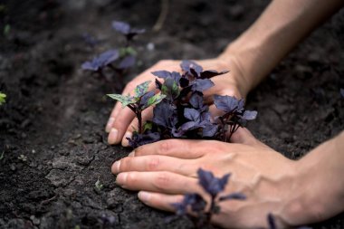 Bahçıvan fesleğeni elleriyle eker. Bahçedeki yerden taze taze taze fesleğenler filizlendi..