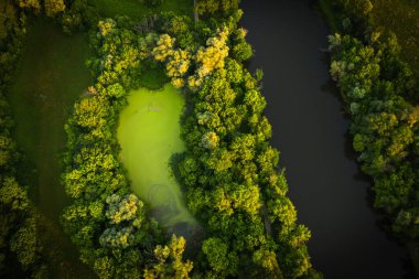 Nehirli manzara, açık yeşil orman ve bataklık güneşli bir günde, vahşi doğa ve ormanlık üzerinde uçmak, insansız hava aracından tepedeki manzara..