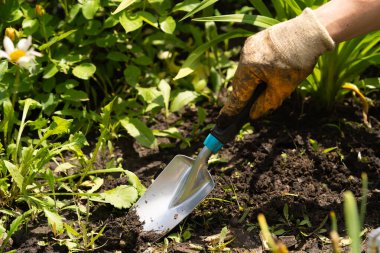 İş eldiveni giymiş ellerin yakın çekimi dünyayı yeni tohumlar ekmeye hazırlıyor. Bahçıvan otu temizler ve küçük bir bahçe küreğiyle kara toprağı kazar.