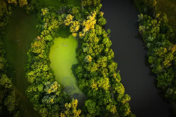 Nehirli manzara, açık yeşil orman ve bataklık güneşli bir günde, vahşi doğa ve ormanlık üzerinde uçmak, insansız hava aracından tepedeki manzara..
