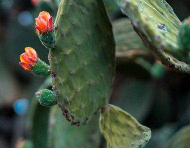 Dikenli armut çalıları, Atlantik Okyanusu 'ndaki bir adanın yamaçlarındaki opuntia egzotik kaktüsleri, tropikal iklime sahip bir bölgede meyve ve çiçeklerle dolu güzel büyük bir kaktüs..