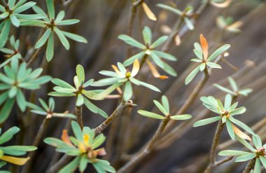 Güzel yeşil egzotik bitkiler, Kanarya Adaları takımadalarında yetişen öforbi balsamiferası, yakın plan yaprakları..