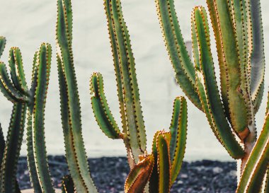 Küçük bir kasabadaki beyaz ve siyah evlerin bahçesinde büyük yeşil kaktüsleri olan egzotik bir mini bahçe. Evin avlusunda, tropikal modern bir bahçede büyüyen kaktüsler..