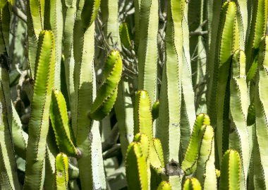 Çöl toprağında yetişen güzel yeşil kaktüsler, büyük bir kaktüsün gövdesine yakın. Kuru iklimde egzotik bitkiler, bahçede kaktüs yetişiyor..