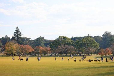 Nara Parkı 'ndaki insanlar ve vahşi geyikler. Ziyaretçiler Nara Parkı 'nda yabani geyikleri besler.. 
