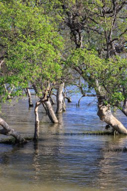 Mangrov ormanının içindeki koşullar, sulak alanlarda yetişen Mangrov bitkileri, kıyı mangrov ormanları yaprakları..