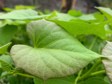 Yaban yeşil bitkiler yol kenarında çiçek açtı.