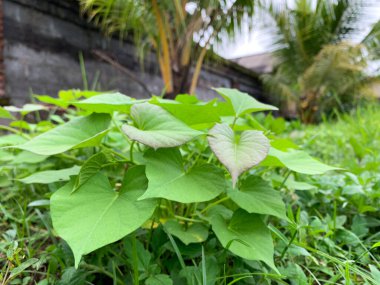 Yaban bitkileri yol kenarında büyür ve çiçek açar.