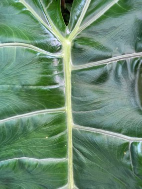 Fil kulak bitkisinin yeşil yaprakları (Latince Alocasia)).