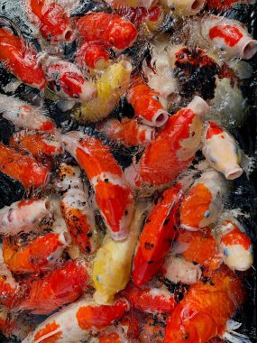 Balık havuzunda yemek için savaşan bir grup koi balığı. Koi balığını besle.