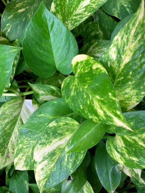 Fildişi betel bitkisinin yaprakları (Şeytan Sarmaşığı olarak da bilinir). Yaprakların arkaplanı