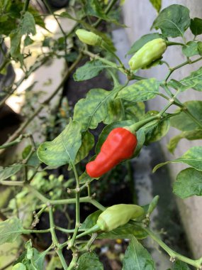 Chili avluda gelişir. Acı biber bitkileri. Taze yemek.