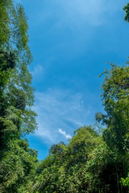 Ormanın ortasında, ağaçların yeşil yaprakları arasındaki mavi gökyüzü..