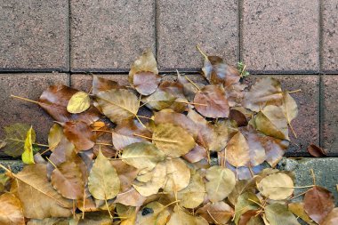 Yere düşen yapraklar. Negatifler uzay görünümü.