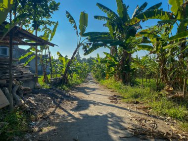 Öğlen kırsalın ortasında küçük bir yol. Sol ve sağ tarafta muz ağaçları olan bir patika.