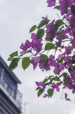 Bulutlu gökyüzü arkaplanlı Bougainville çiçeği. Endonezya 'da 