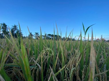 Pirinç tarlalarının ve mavi gökyüzünün manzarası. Tarım ve turizm konsepti için iyi bir illüstrasyon