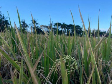 Pirinç tarlalarının ve mavi gökyüzünün manzarası. Tarım kavramı için güzel bir illüstrasyon
