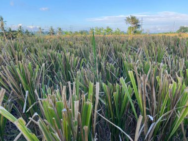 Pirinç tarlalarının ve mavi gökyüzünün manzarası. Tarım ve turizm konsepti için iyi bir illüstrasyon