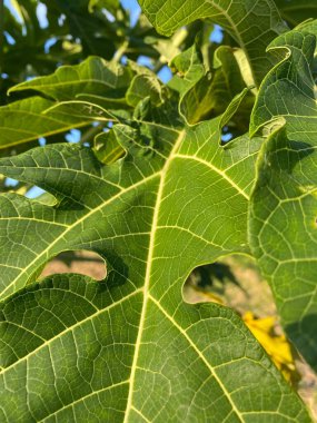 Papaya yapraklarının görüntüsünü kapat.