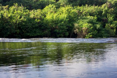 Ağaçlar arasındaki sakin suyun manzarası. Doğa konsepti için güzel bir illüstrasyon