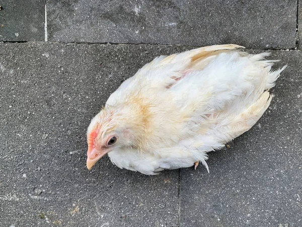 Beyaz tüylü civciv üşümüş ve hareket edemiyor.