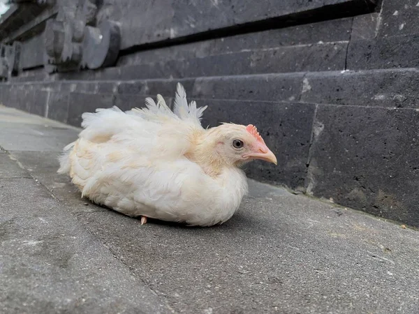 Beyaz tüylü civciv üşümüş ve hareket edemiyor.