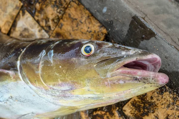 Manzarayı kapat. Balıkçılar tarafından yeni yakalanan taze deniz balıkları (balıkçılar). Taze balık. Canlı balık.