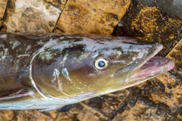 Blisko Widoku Świeże Ryby Morskie Złowione Przez Rybaków Wędkarzy Świeża — Zdjęcie stockowe