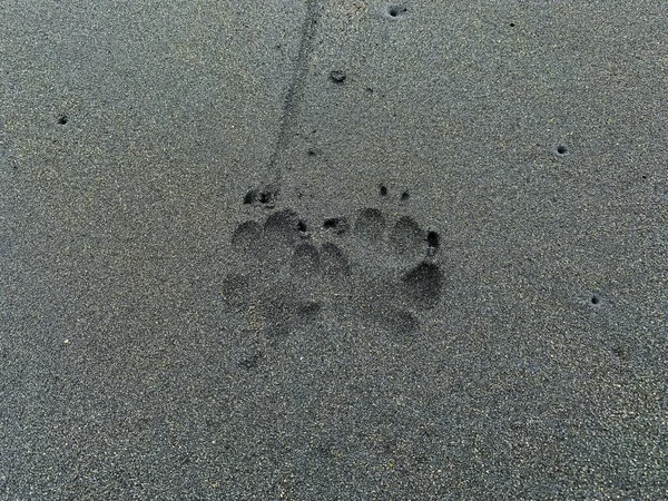 Следы Собаки Пляже Черным Песком — стоковое фото
