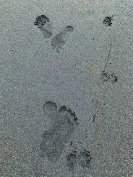 Сліди Чоловіка Собаки Пляжі Чорним Піском — стокове фото
