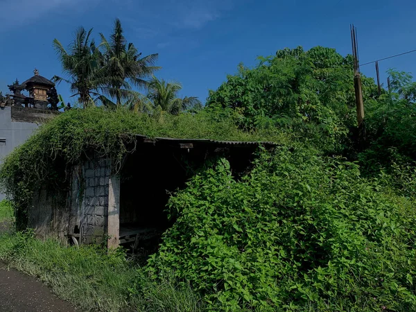 Antigo Edifício Abandonado Plantas Selvagens Cresceram Torno Velho Edifício Vazio — Fotografia de Stock
