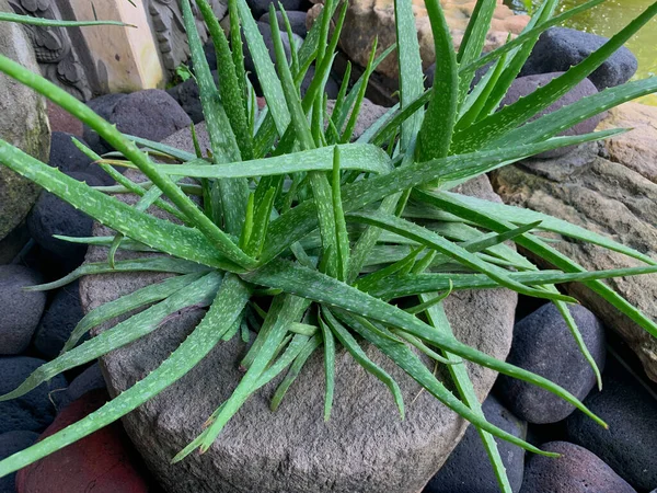 stock image Aloe vera plants, planted in pots made of stone