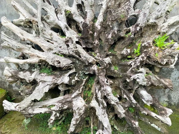 Korzenie Drewna Suszone Wykorzystywane Jako Dekoracja Wnętrz Kontekst Suszonych Korzeni — Zdjęcie stockowe