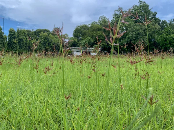 stock image Weeds thrive in empty city parks