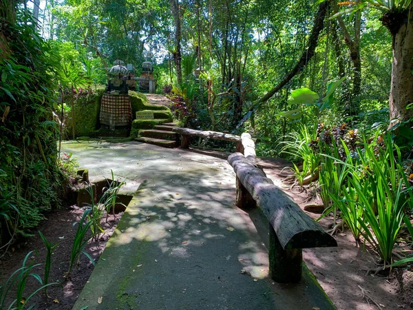 The path between the shady trees. The path leads to the middle of the forest. Forest in a Village in Bali