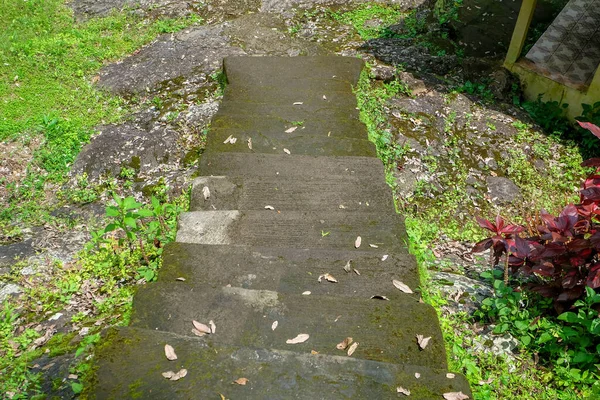 Ağaçların ortasında bir merdiven var. Doğaya giden yol