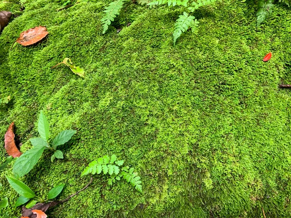 stock image Background of mossy rocks and wild plant in the forest