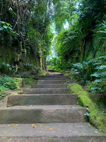 Escalones Piedra Caminos Entre Árboles Plantas Silvestres Escalera Piedra Saliendo —  Fotos de Stock