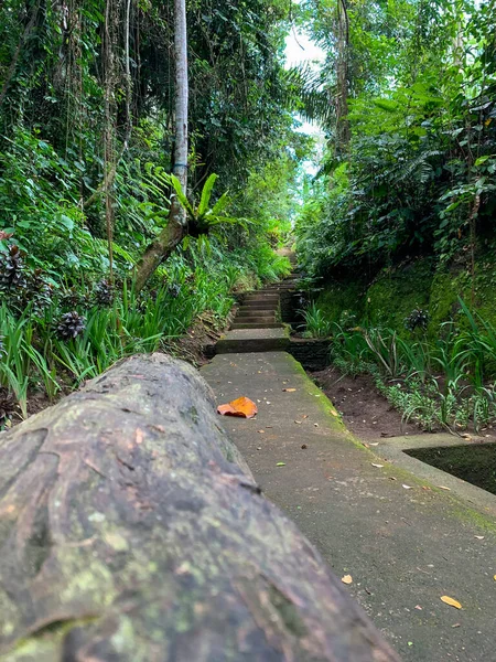 Escalones Piedra Caminos Entre Árboles Plantas Silvestres Escalera Piedra Saliendo —  Fotos de Stock