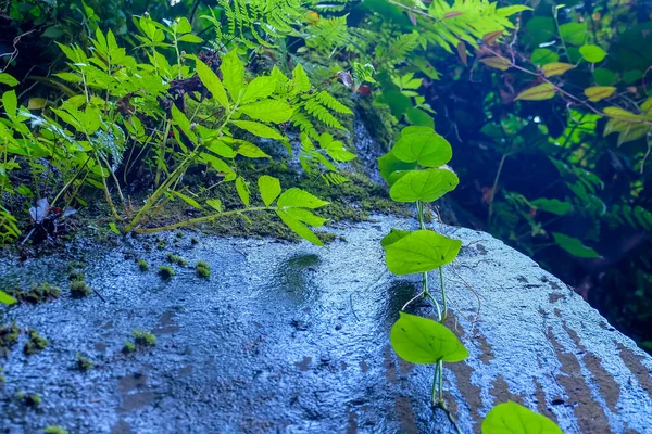 Les Feuilles Une Plante Tropicale Pendent Une Grande Roche Milieu — Photo