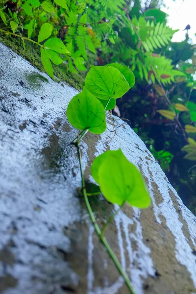 Листя Тропічної Рослини Звисають Великої Скелі Посеред Лісу — стокове фото