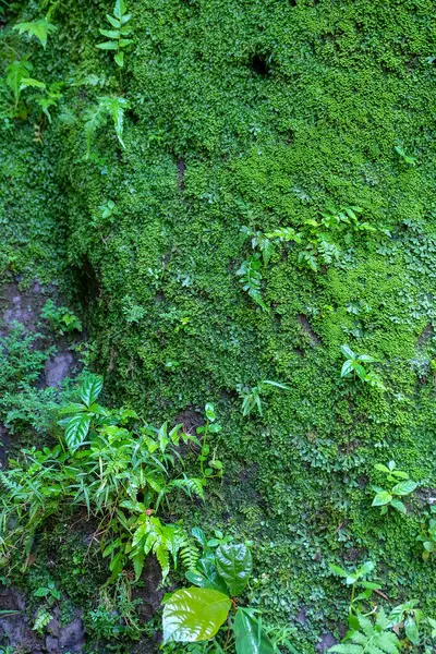 Contexte Des Roches Moussues Des Plantes Tropicales Dans Forêt — Photo