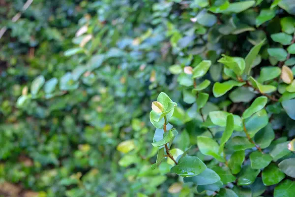 Yeşil yaprakların arka planı bir duvar evi gibi.