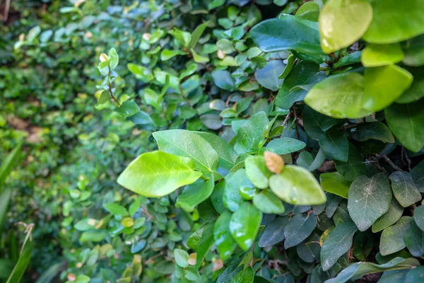 Hintergrund Der Grünen Blätter Als Wandhaus — Stockfoto