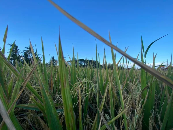 Pirinç tarlalarının ve mavi gökyüzünün manzarası. Tarım kavramı için güzel bir illüstrasyon