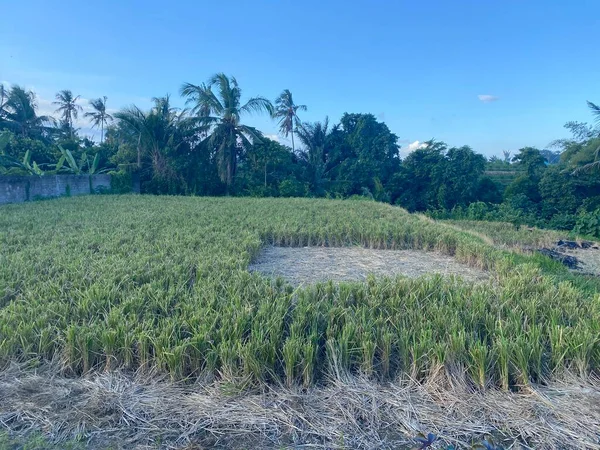 Pirinç Tarlalarının Mavi Gökyüzünün Manzarası Tarım Kavramı Için Güzel Bir — Stok fotoğraf