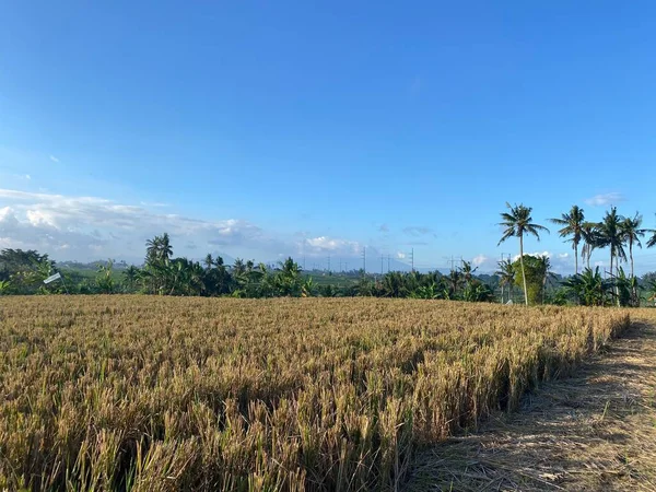 田んぼと青空の風景 農業と観光の概念のための良いイラスト — ストック写真